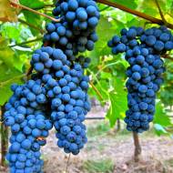 Саженец Виноград Бастардо (винный, привитый) в контейнере